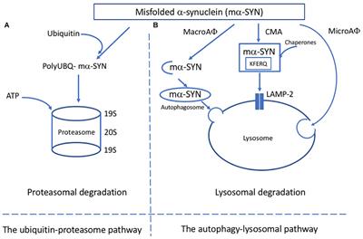 Dysfunction of Cellular Proteostasis in Parkinson’s Disease